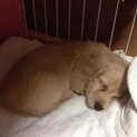 子犬の一時的預かり。