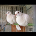 真っ白なハト『銀鳩』の里親を募集しています！