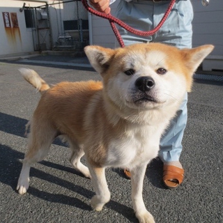 秋田犬女の子・・無事譲渡されました！！