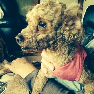 新しい家族になって下さい。