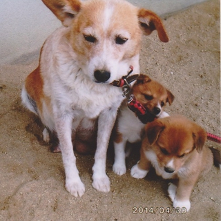 可愛い仔犬たちの家族募集中！