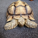 ケヅメリクガメの里親を探しています
