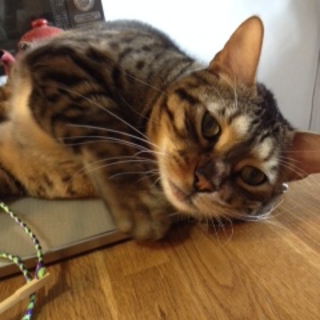 大きな甘えん坊