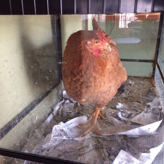 にわとり メス