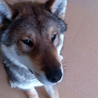 四国犬　里親募集 サムネイル2