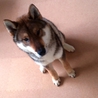 四国犬　里親募集 サムネイル3