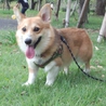 里親募集です サムネイル3