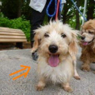 【レモン】人懐こく元気。 犬より人の方が好きです。