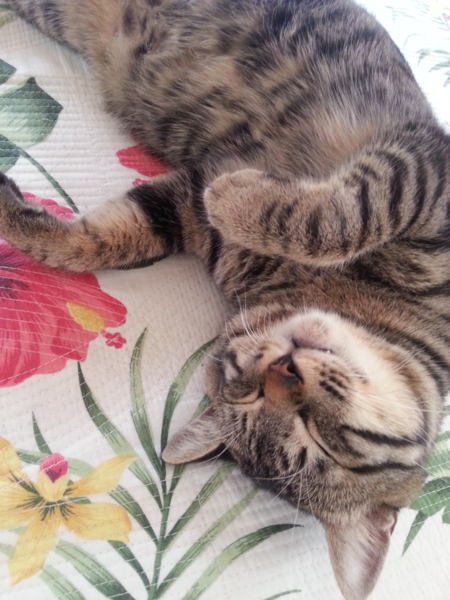 猫欲しい方いませんか 群馬県 猫の里親募集 35412 ペットのおうち 月間利用者150万人