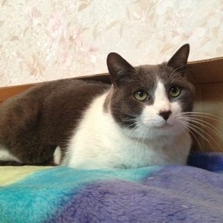 器量よしの美猫