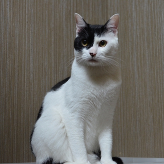 人懐こくてかわいい黒白猫ちゃんの飼い主様募集