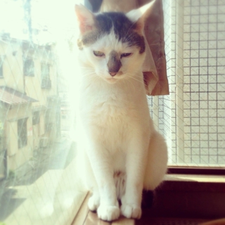 愛嬌たっぷりのコアラ顔