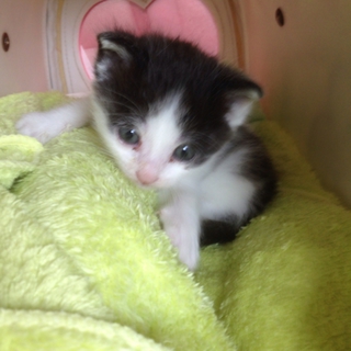 白地にブチの可愛い仔猫ちゃんです