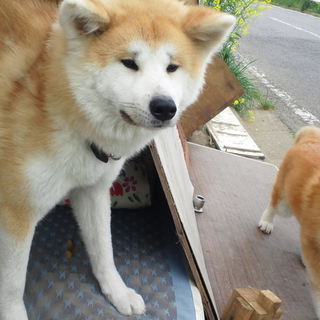 仔犬と一緒に捨てられた母犬