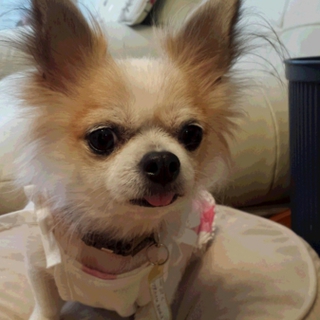 飼い主に裏切られても、人が大好きなワンコです＾＾