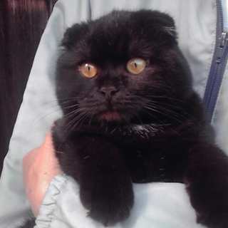 子猫の里親募集