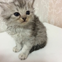 生後1ヶ月 子猫♂ サバトラ