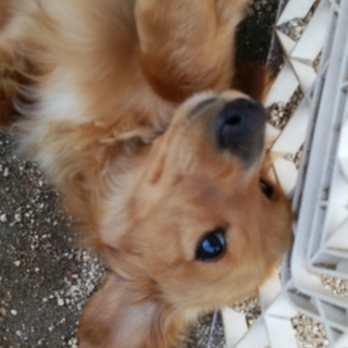 元気なダックスです