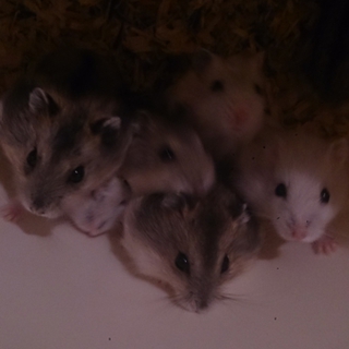 親子ﾌﾞﾙｰｻﾌｧｲｱ*ﾊﾟｰﾙﾎﾜｲﾄ