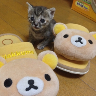 おっとりしていて可愛い子猫ちゃん