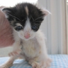 一見はちわれ実は三毛　さーやちゃん　 サムネイル3