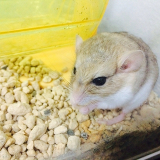 かわいいマカロニマウス里親募集