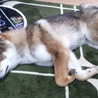四国犬　里親募集 サムネイル4