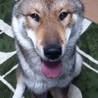 四国犬　里親募集 サムネイル5