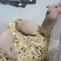 キンクマハムスター２匹里親募集（残りメス１匹）