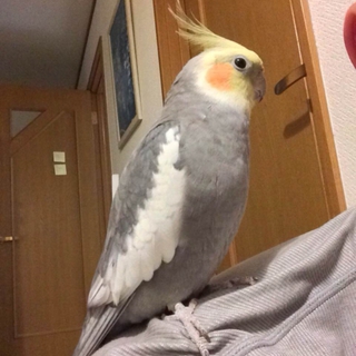 一歳のオカメインコ　里親募集