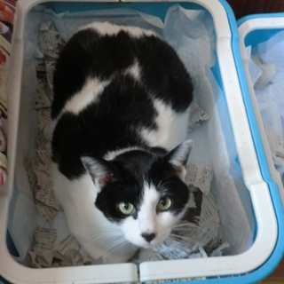 緊急！多頭飼い崩壊！くーちゃん