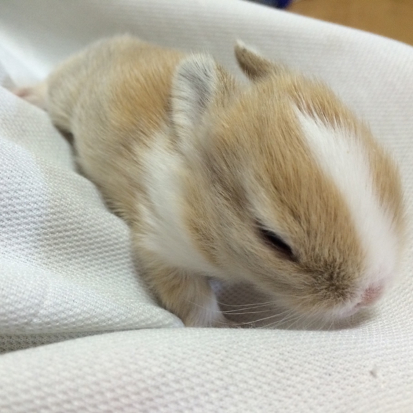 子ウサギの里親予約募集です サムネイル3