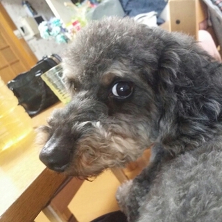 【ムーチョ】甘えん坊で、とにかく元気いっぱいです。