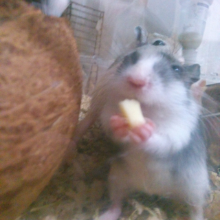 スナネズミベビーの里親サマ募集中♪