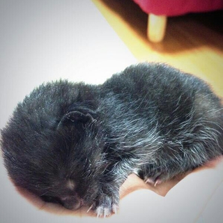 子猫の里親になっていただける方募集してます！
