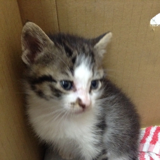 元気な子猫です。が治療に集中させて頂きます。