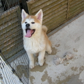 秋田犬オス3か月