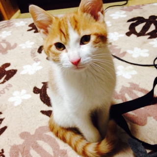 ねこ