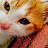 ねこ サムネイル2