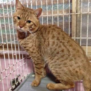 ベンガル成猫ペア