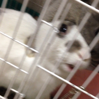 8ヶ月のうさぎちゃん