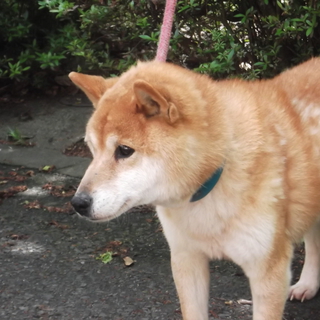 譲渡完了！有難う御座います！柴犬の女の子(2)