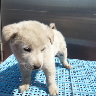人なつっこい2ヶ月弱の仔犬たち・・里親募集！！