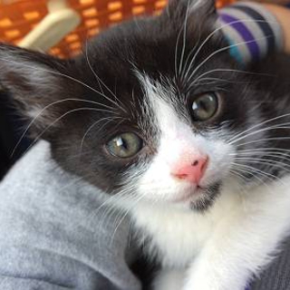 ユニーク！白黒ハチワレ　仔猫