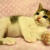 穏やかで優しい朝日君 サムネイル4