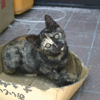 メス 人懐っこい 元気 サビ色