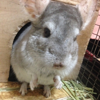 チンチラ（齧歯目）里親さんが決まりました