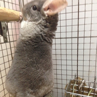 チンチラ（齧歯目）里親さんが決まりました