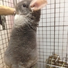 チンチラ（齧歯目）里親さんが決まりました サムネイル1