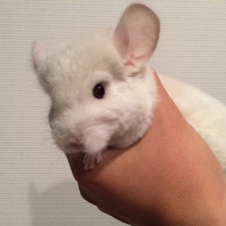 チンチラ（シナモン♂）3カ月